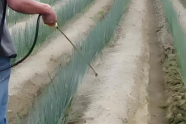 大葱什么时候第一次培土，株高达到30厘米左右时展开培土工作