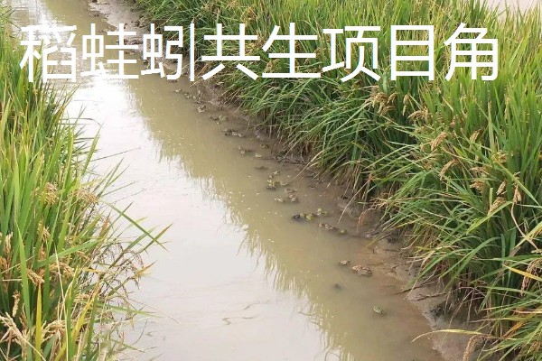 最有前景的种植业,推荐稻蛙蚓共生项目、反季节大棚种植等