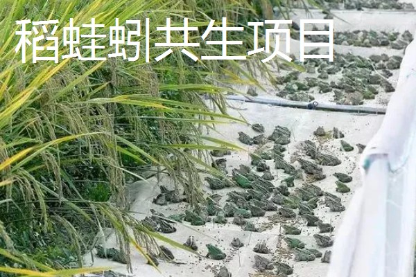 最有前景的种植业,推荐稻蛙蚓共生项目、反季节大棚种植等