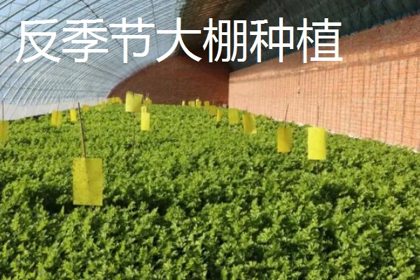 最有前景的种植业,推荐稻蛙蚓共生项目、反季节大棚种植等