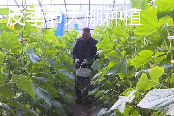 最有前景的种植业,推荐稻蛙蚓共生项目、反季节大棚种植等