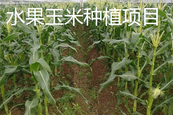 最有前景的种植业,推荐稻蛙蚓共生项目、反季节大棚种植等