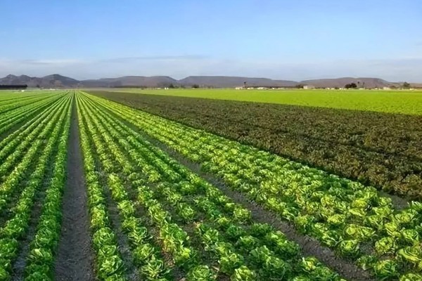 最有前景的种植业,推荐稻蛙蚓共生项目、反季节大棚种植等
