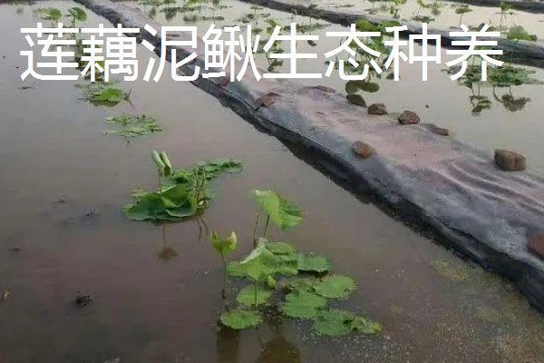 最有前景的种植业,推荐稻蛙蚓共生项目、反季节大棚种植等