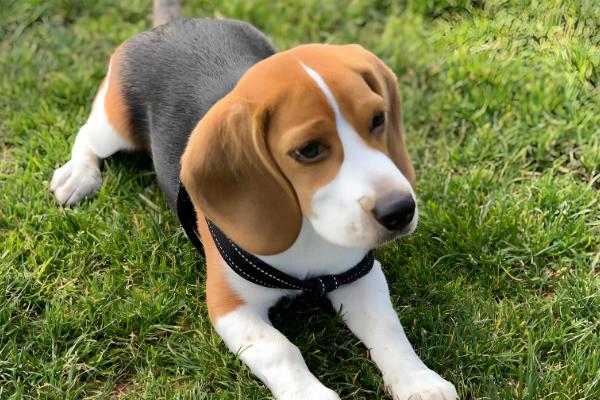 怎么判断小比格犬是否纯种,耳朵既长又大四肢短小