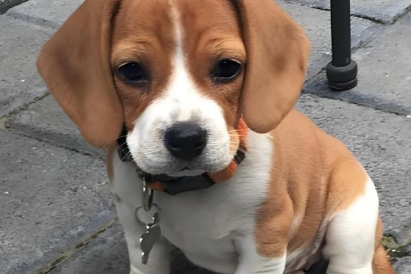 怎么判断小比格犬是否纯种,耳朵既长又大四肢短小