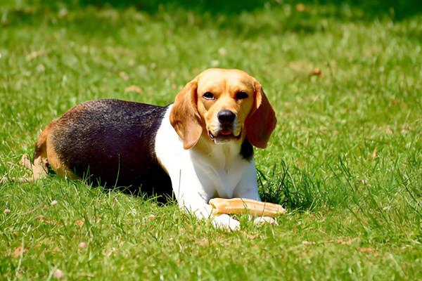 怎么判断小比格犬是否纯种,耳朵既长又大四肢短小