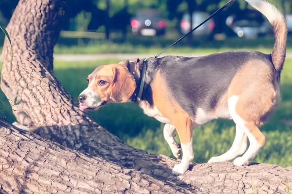 怎么判断小比格犬是否纯种,耳朵既长又大四肢短小