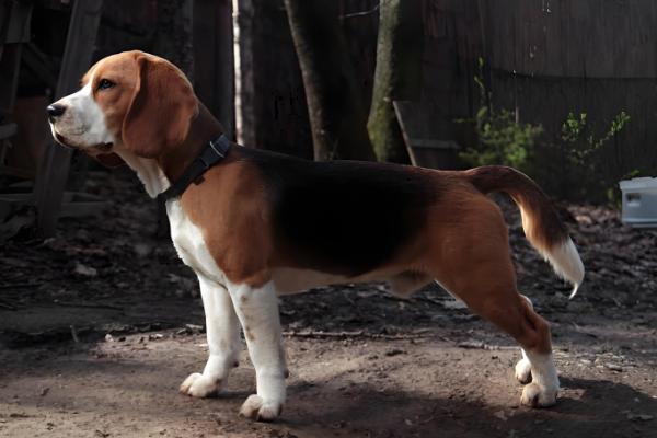 怎么判断小比格犬是否纯种,耳朵既长又大四肢短小