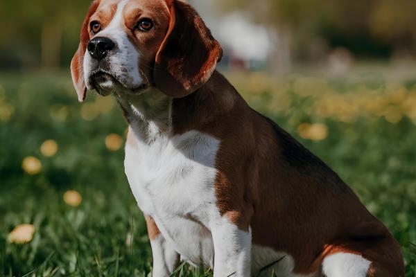 怎么判断小比格犬是否纯种,耳朵既长又大四肢短小