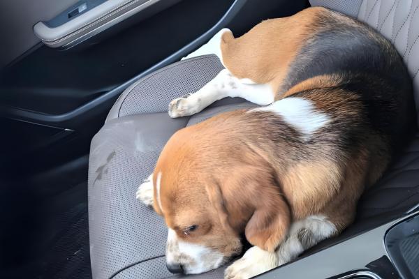 怎么判断小比格犬是否纯种,耳朵既长又大四肢短小