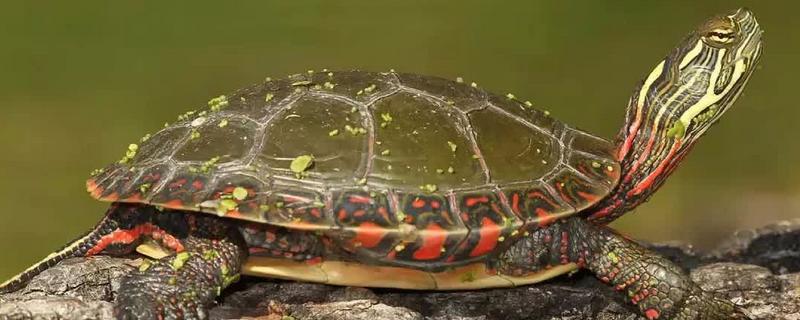 西部锦龟怎么养，可以吃肉类也可以吃素食