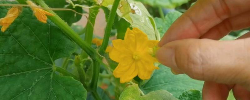 人工授粉有什么意义，能提高植物的授粉成功率