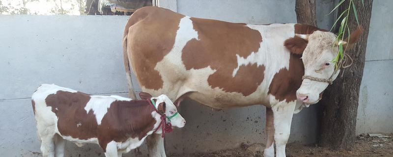 母牛临产前会不会反刍，反刍属于正常的生理活动