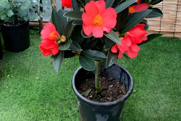 怎么让杜鹃红山茶多开花，一定要保证充足的光照