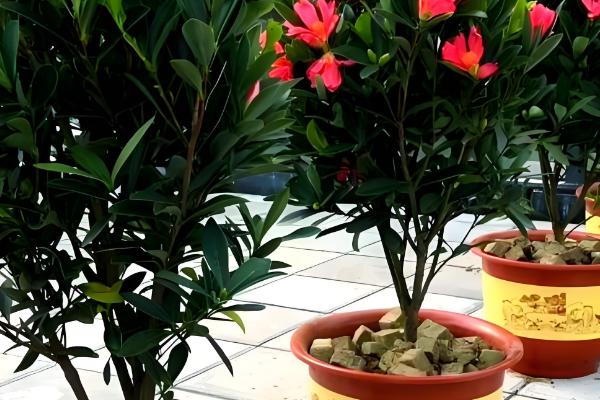 怎么让杜鹃红山茶多开花，一定要保证充足的光照