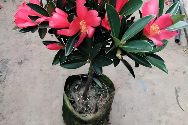 怎么让杜鹃红山茶多开花，一定要保证充足的光照