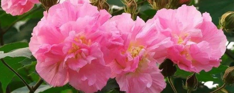 为什么芙蓉花叶子发黄，可能是水分过多所致