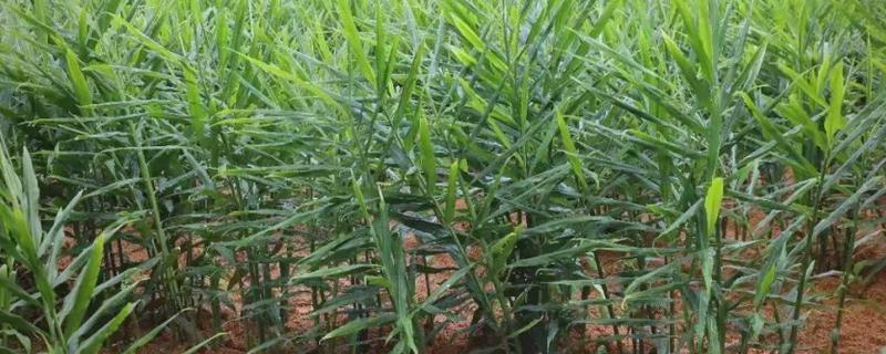 种姜施什么肥料能提高产量，种植前施足粪肥、生长期喷施磷酸二氢钾