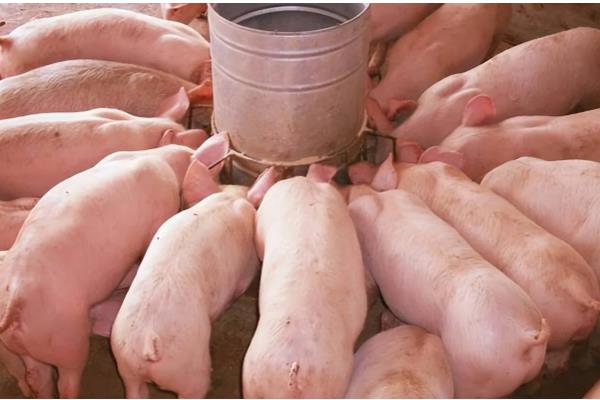 养猪的注意事项，要确保饮用水的干净