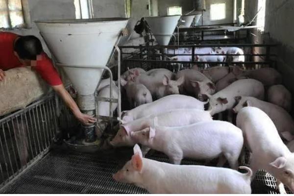 养猪的注意事项，要确保饮用水的干净