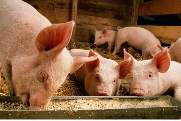 养猪的注意事项，要确保饮用水的干净