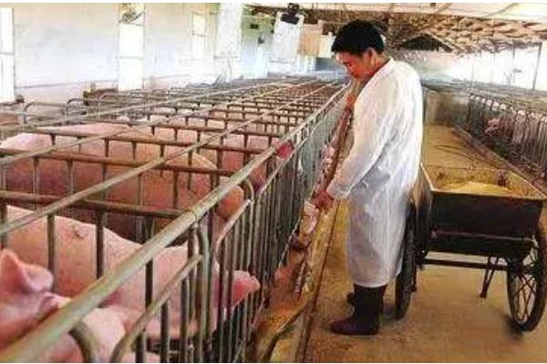 养猪的注意事项，要确保饮用水的干净