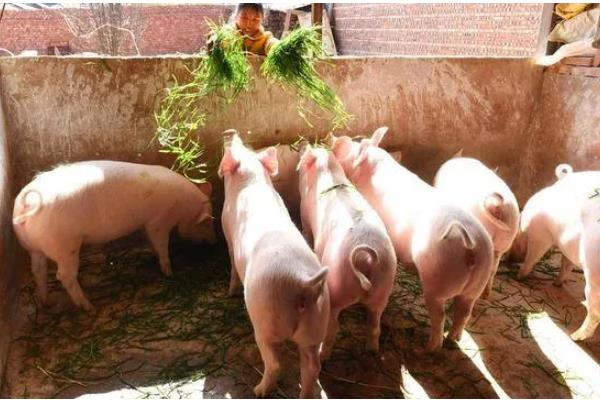 养猪的注意事项，要确保饮用水的干净