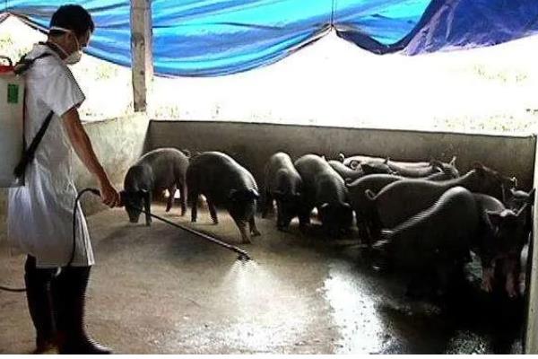 养猪的注意事项，要确保饮用水的干净