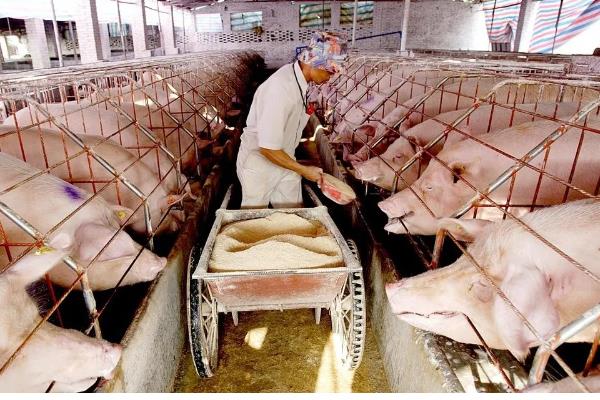 养猪的注意事项，要确保饮用水的干净