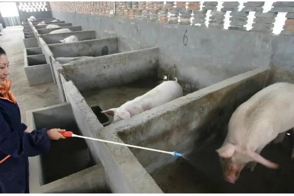 养猪的注意事项，要确保饮用水的干净