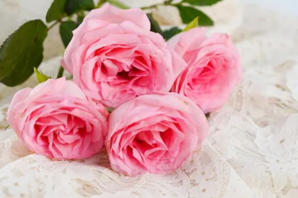粉色玫瑰有什么花语，代表美好初恋、爱的宣言等含义