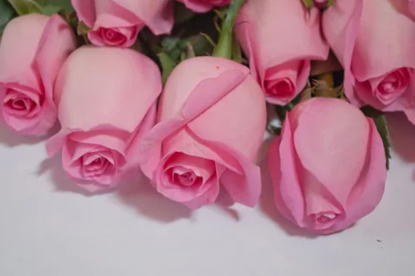 粉色玫瑰有什么花语，代表美好初恋、爱的宣言等含义