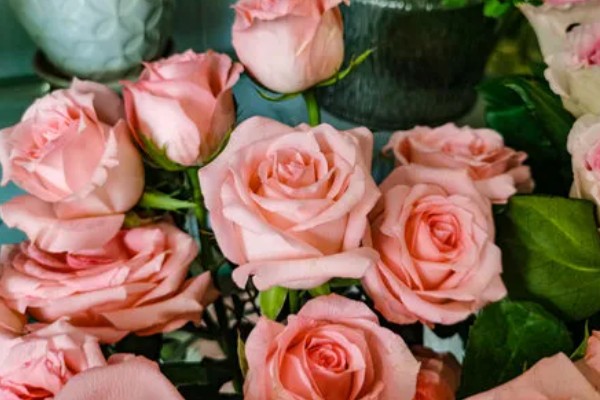 粉色玫瑰有什么花语，代表美好初恋、爱的宣言等含义