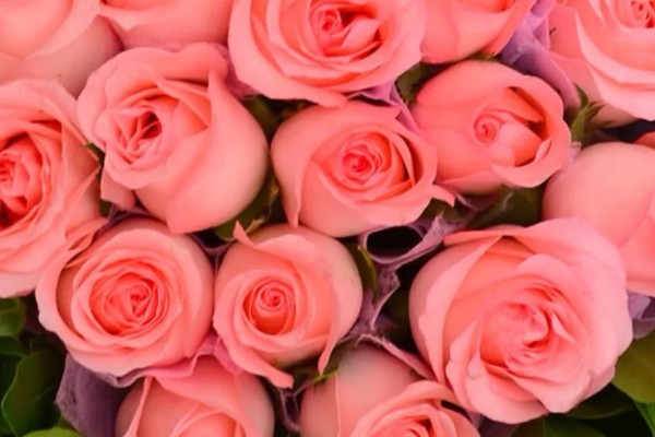 粉色玫瑰有什么花语，代表美好初恋、爱的宣言等含义