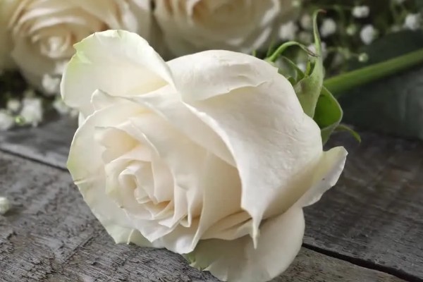 粉色玫瑰有什么花语，代表美好初恋、爱的宣言等含义