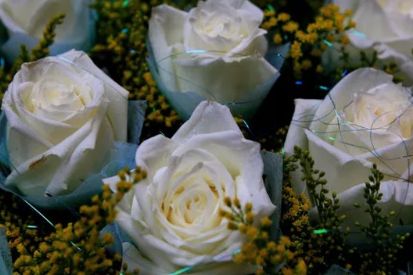 粉色玫瑰有什么花语，代表美好初恋、爱的宣言等含义