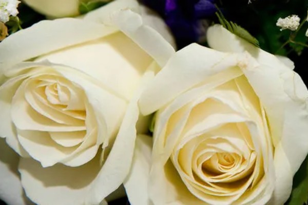 粉色玫瑰有什么花语，代表美好初恋、爱的宣言等含义