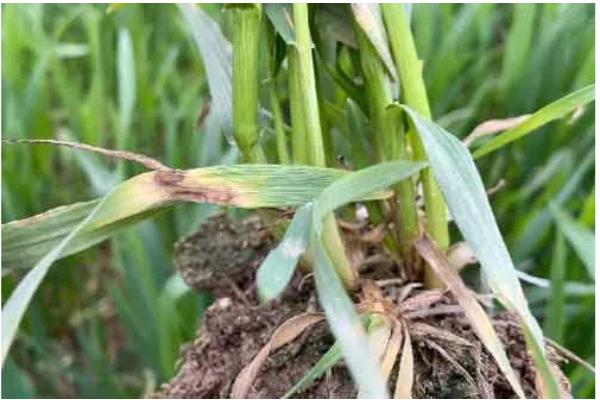 小麦纹枯病怎么防治,喷施苯甲·丙环唑等药物具有防效