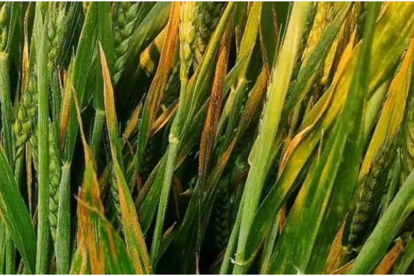 小麦纹枯病怎么防治,喷施苯甲·丙环唑等药物具有防效