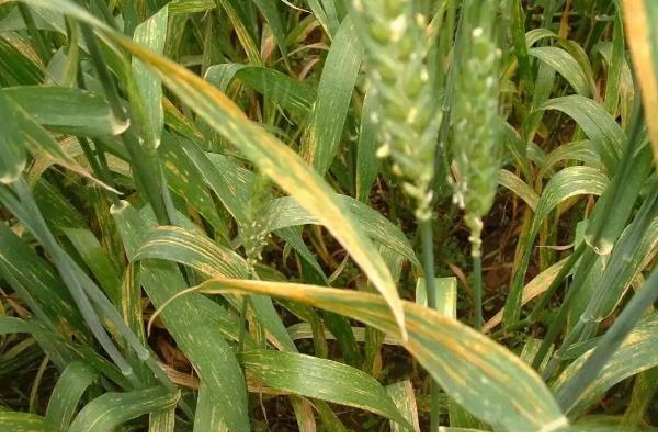小麦纹枯病怎么防治,喷施苯甲·丙环唑等药物具有防效