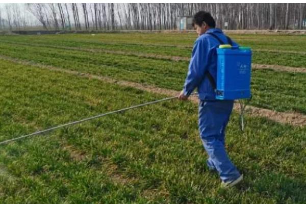 小麦纹枯病怎么防治,喷施苯甲·丙环唑等药物具有防效