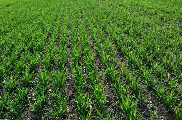 小麦纹枯病怎么防治,喷施苯甲·丙环唑等药物具有防效