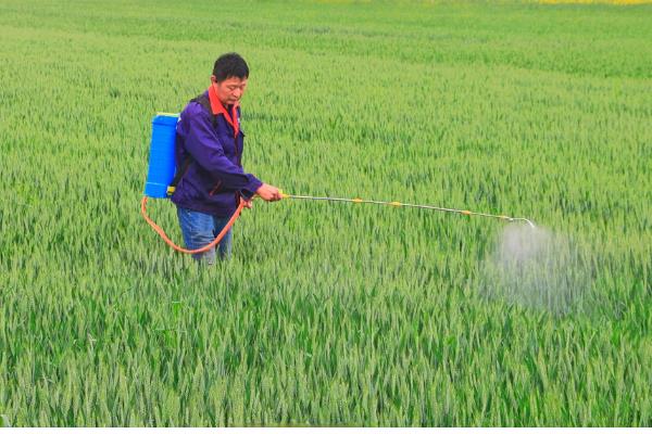 小麦纹枯病怎么防治,喷施苯甲·丙环唑等药物具有防效
