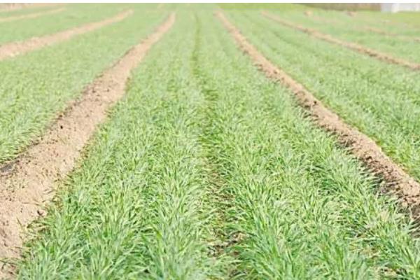 小麦纹枯病怎么防治,喷施苯甲·丙环唑等药物具有防效