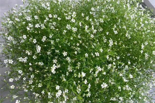 满天星简介,属于常见的观赏盆栽花卉之一