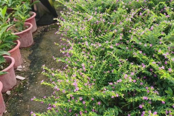 满天星简介,属于常见的观赏盆栽花卉之一