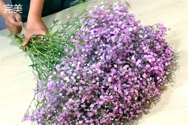 满天星简介,属于常见的观赏盆栽花卉之一