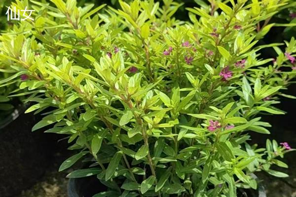 满天星简介,属于常见的观赏盆栽花卉之一