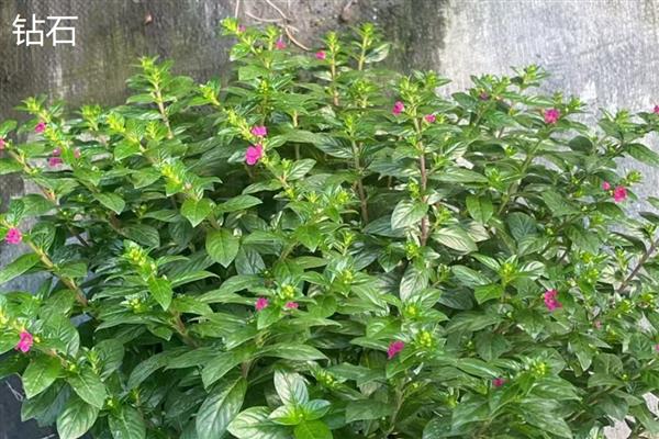 满天星简介,属于常见的观赏盆栽花卉之一